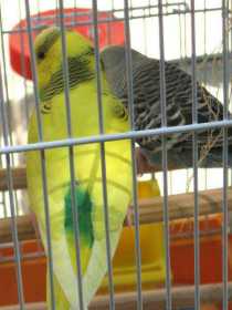 Lost Budgerigar