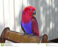 Lost Eclectus