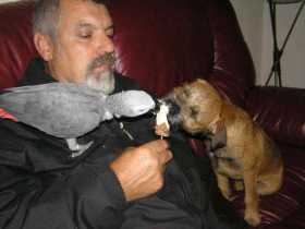 Lost African Grey