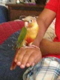 Lost Conure