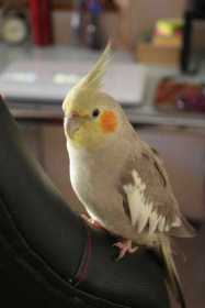 Lost Cockatiel