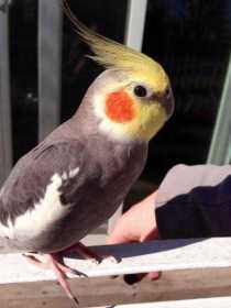 Lost Cockatiel