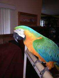 Lost Macaw