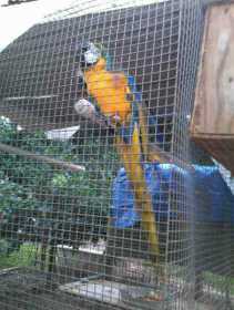 Lost Macaw