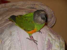 Lost Senegal