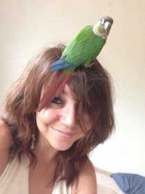 Lost Conure