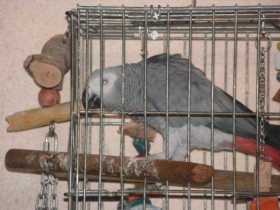 Lost African Grey