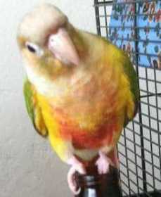 Lost Conure