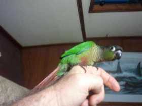 Lost Conure