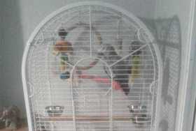 Lost African Grey