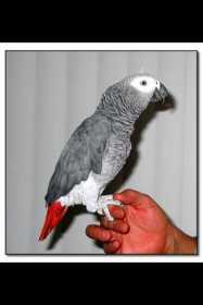 Lost African Grey