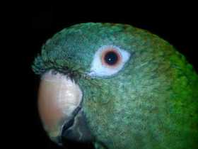 Lost Conure