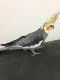 Lost Cockatiel