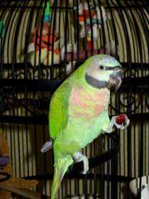 Lost Mustached / Moustached Parakeet