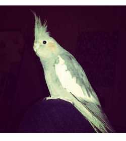 Lost Cockatiel