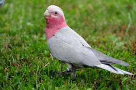 Lost Galah Cockatoo