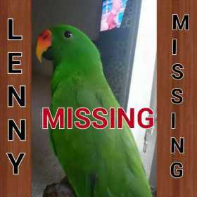 Lost Eclectus