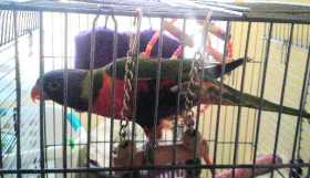 Lost Lory / Lorikeet