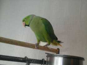 Lost Indian Ringneck Parakeet