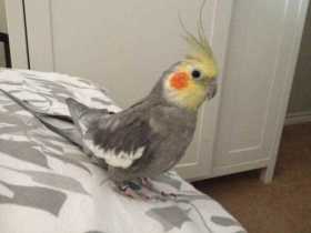 Lost Cockatiel