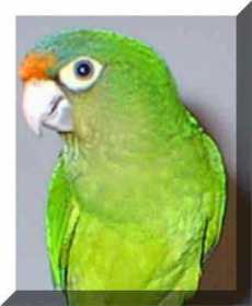 Lost Conure