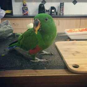 Lost Eclectus