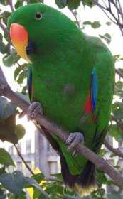 Lost Eclectus