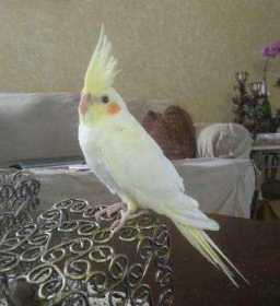 Lost Cockatiel