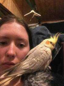 Lost Cockatiel