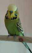 Lost Budgerigar