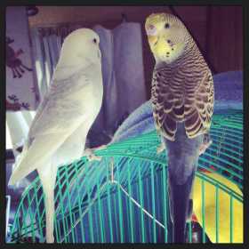 Lost Budgerigar