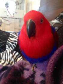 Lost Eclectus