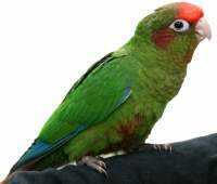 Lost Conure