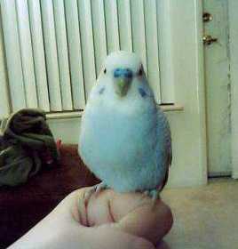 Lost Budgerigar