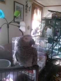 Lost African Grey