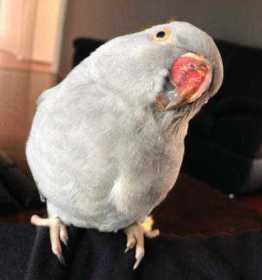 Lost Indian Ringneck Parakeet