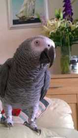 Lost African Grey