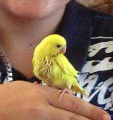 Lost Budgerigar