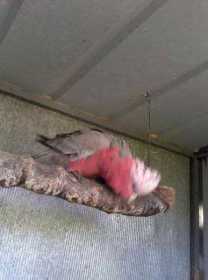 Lost Galah Cockatoo