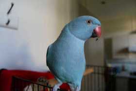 Lost Indian Ringneck Parakeet