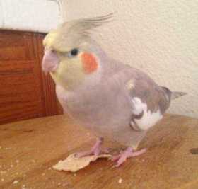 Lost Cockatiel