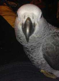 Lost African Grey