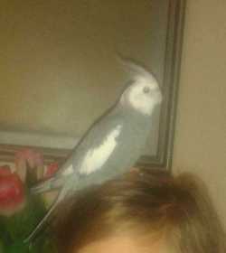 Lost Cockatiel