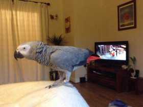 Lost African Grey