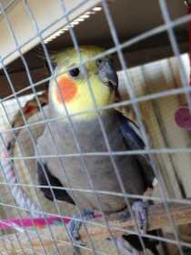 Lost Cockatiel