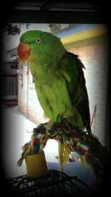 Lost Alexandrine