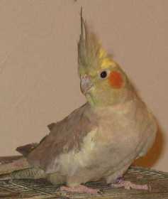 Lost Cockatiel