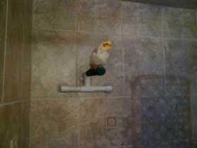 Lost Cockatiel