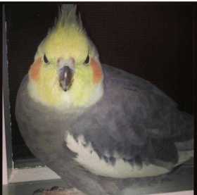 Lost Cockatiel