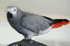 Lost African Grey